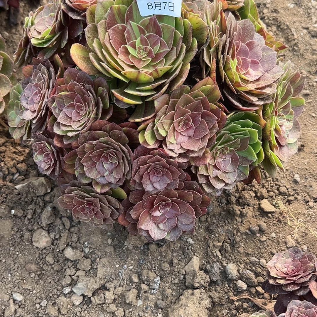 8.7-8花月夜多肉3