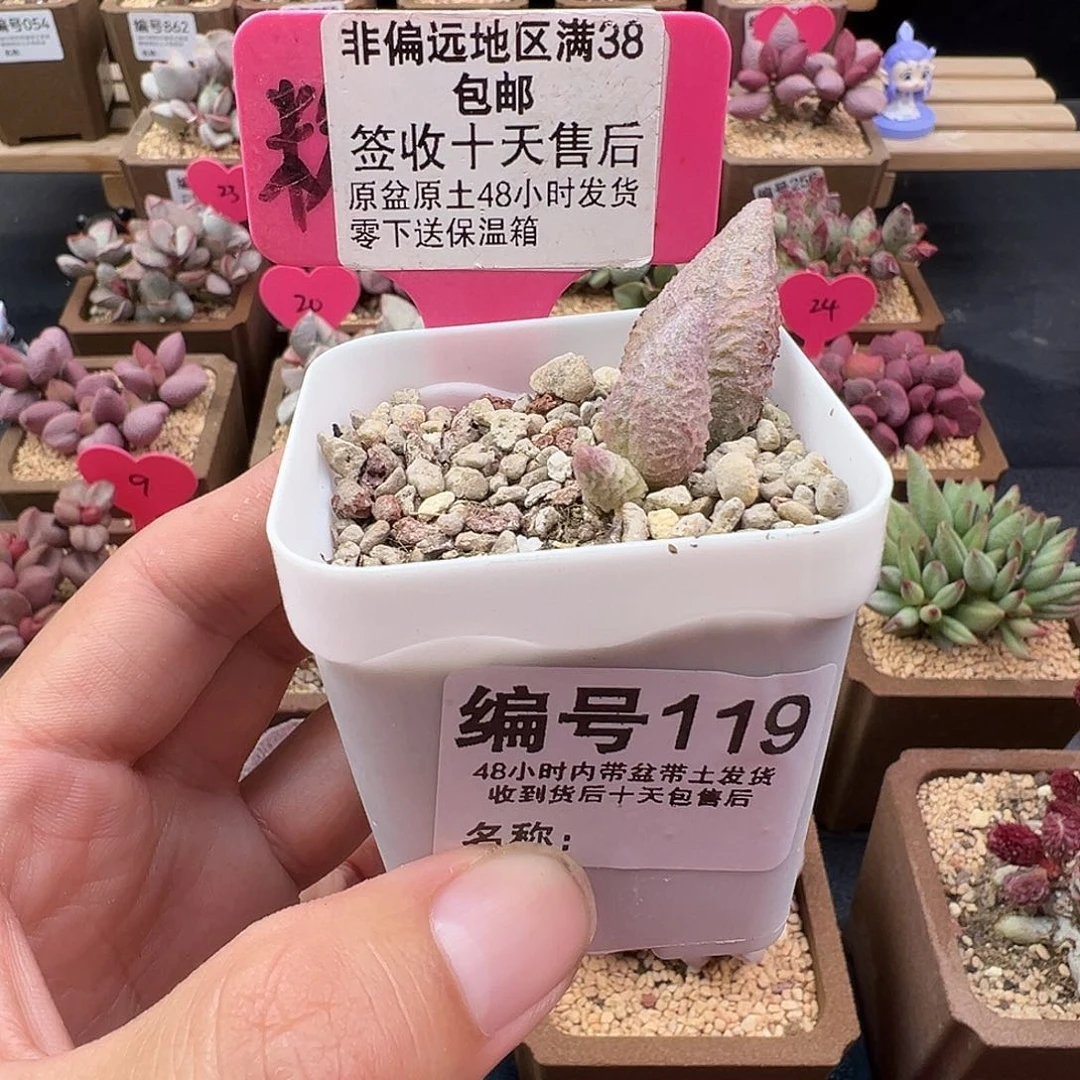 119融化纹冰淇淋多肉植物