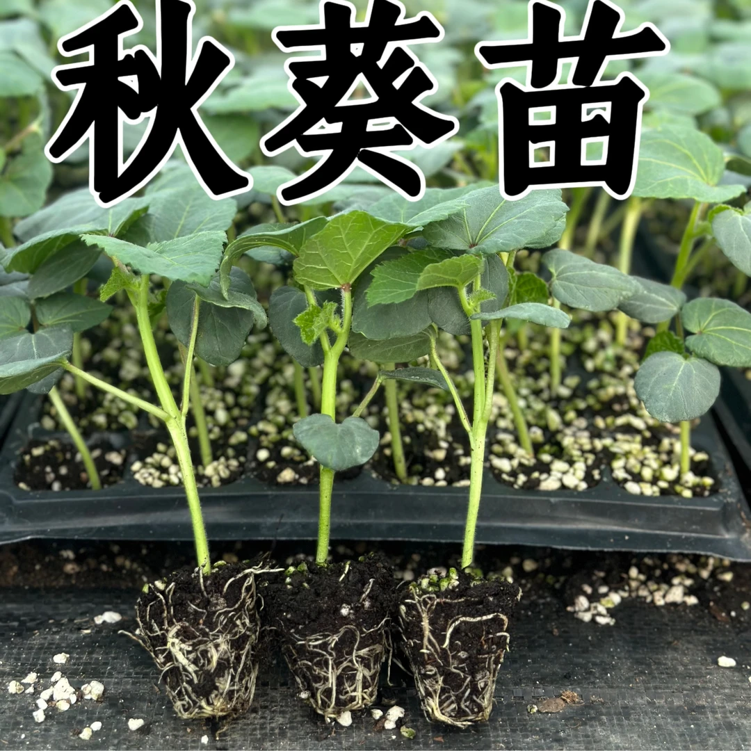 秋葵苗秧水果苗秧苗红绿黄秋葵大花四季春秋阳台盆栽寿光蔬菜幼苗