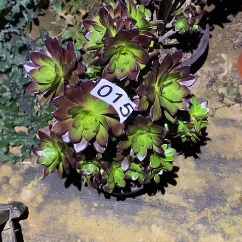 多肉植物法师15黑豆砍过