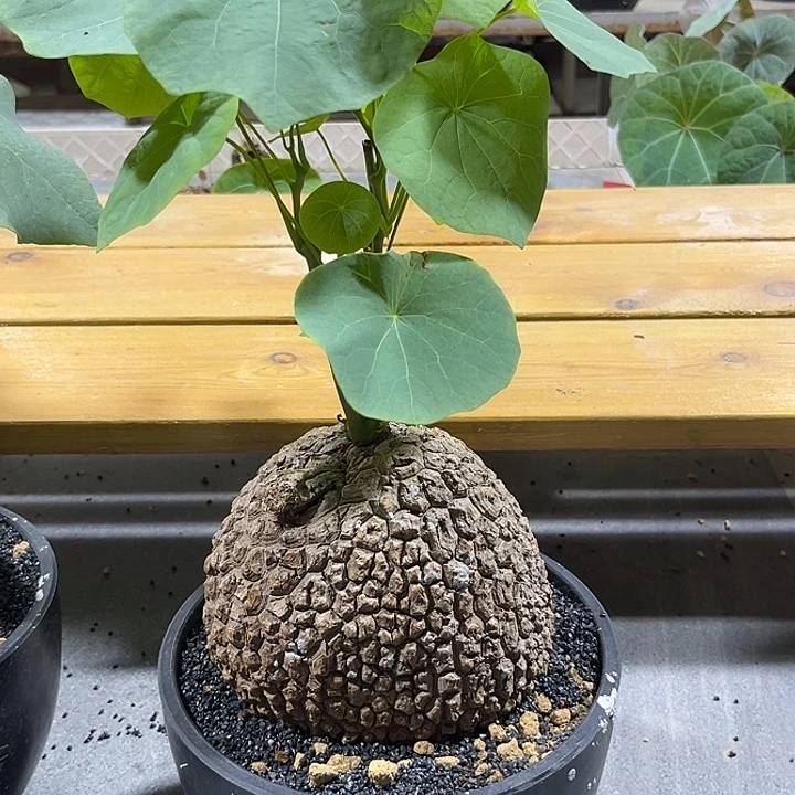 汤圆植物龙甲龟帅