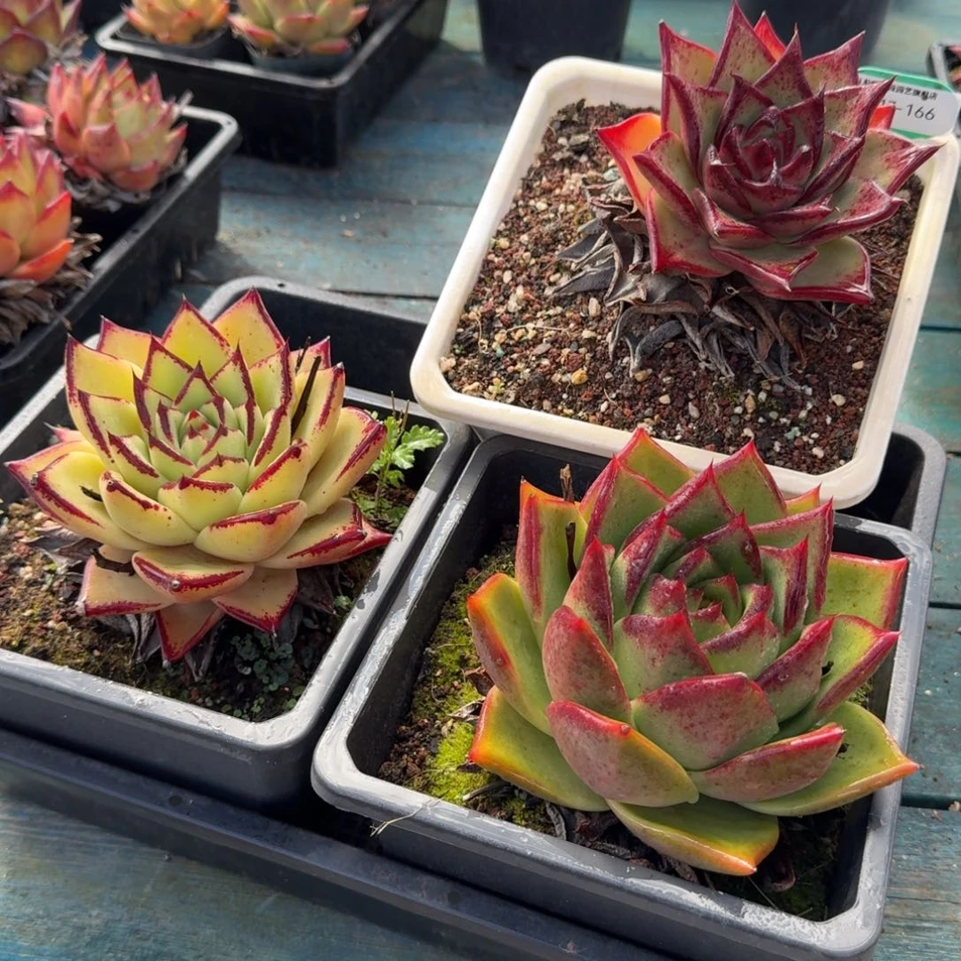 从前慢多肉精选编号1117.166