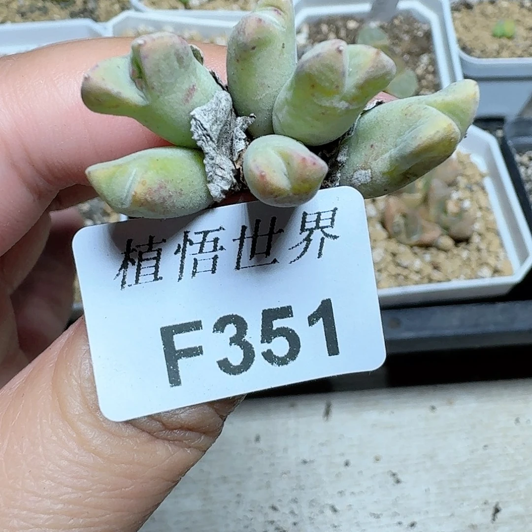 351盒多肉植物哇f g
