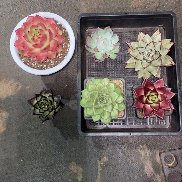 小*乐粉钻萝卡蔷薇惊鸿乌木两颗共6颗