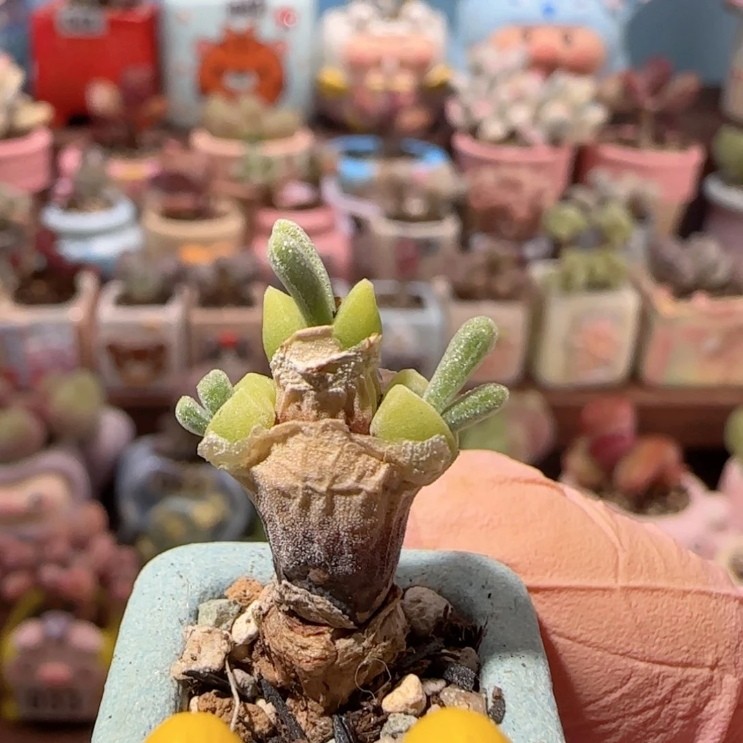 可爱小兔子 盆口2cm