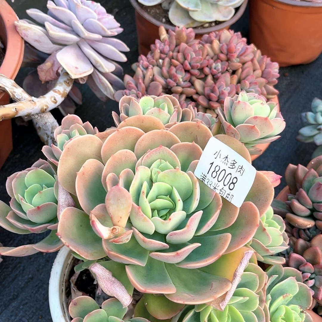 小杰克利斯汀1808