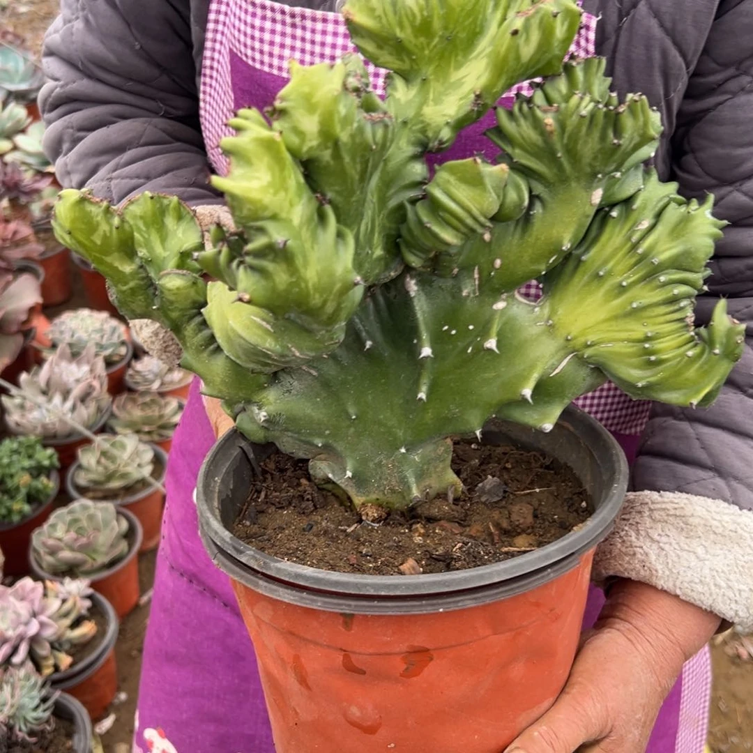 多破四座无言星欲稀植物