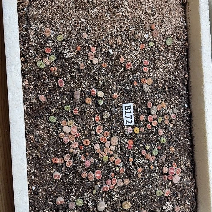 生172石花整框脱土发货不售后