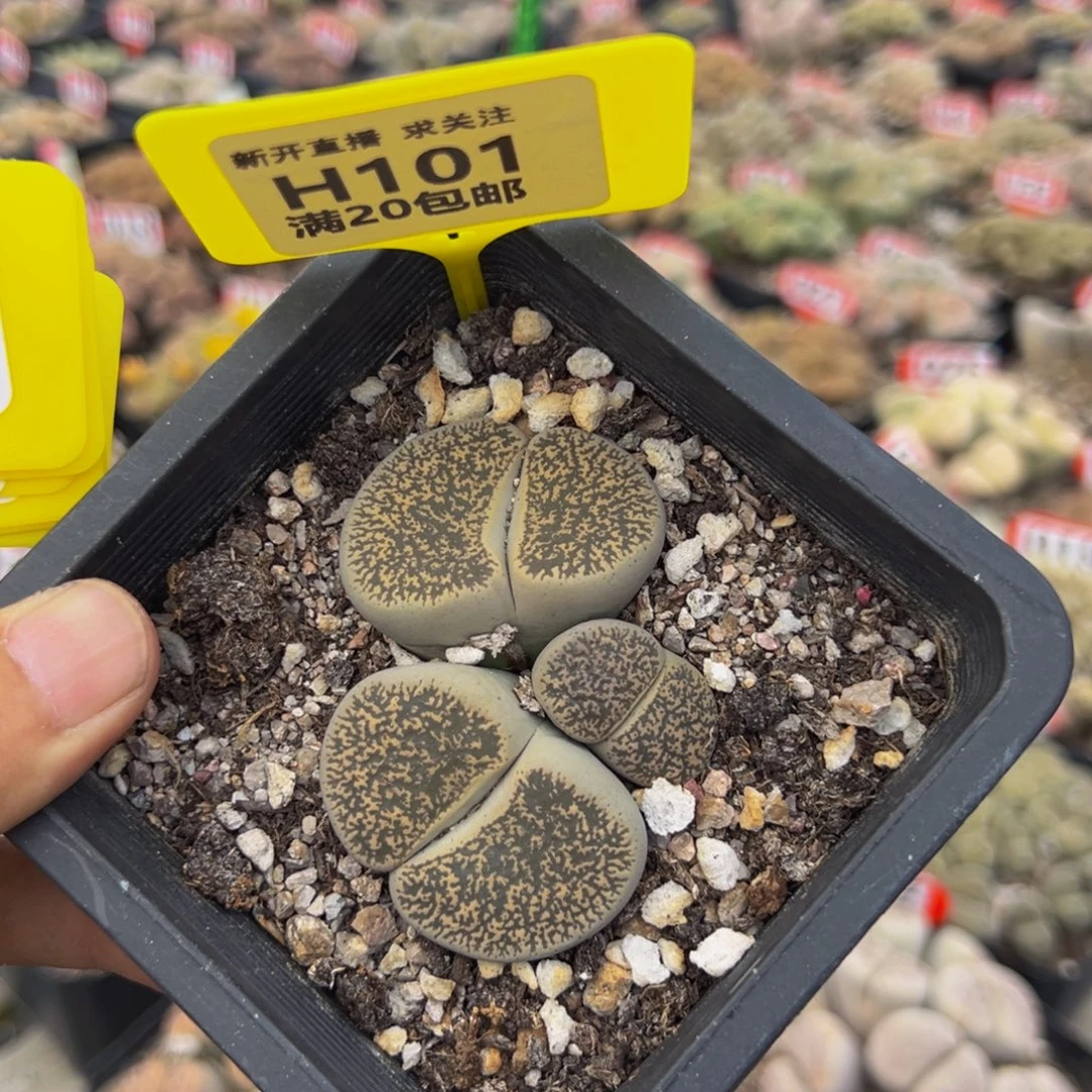 101 生石花大群生大群生