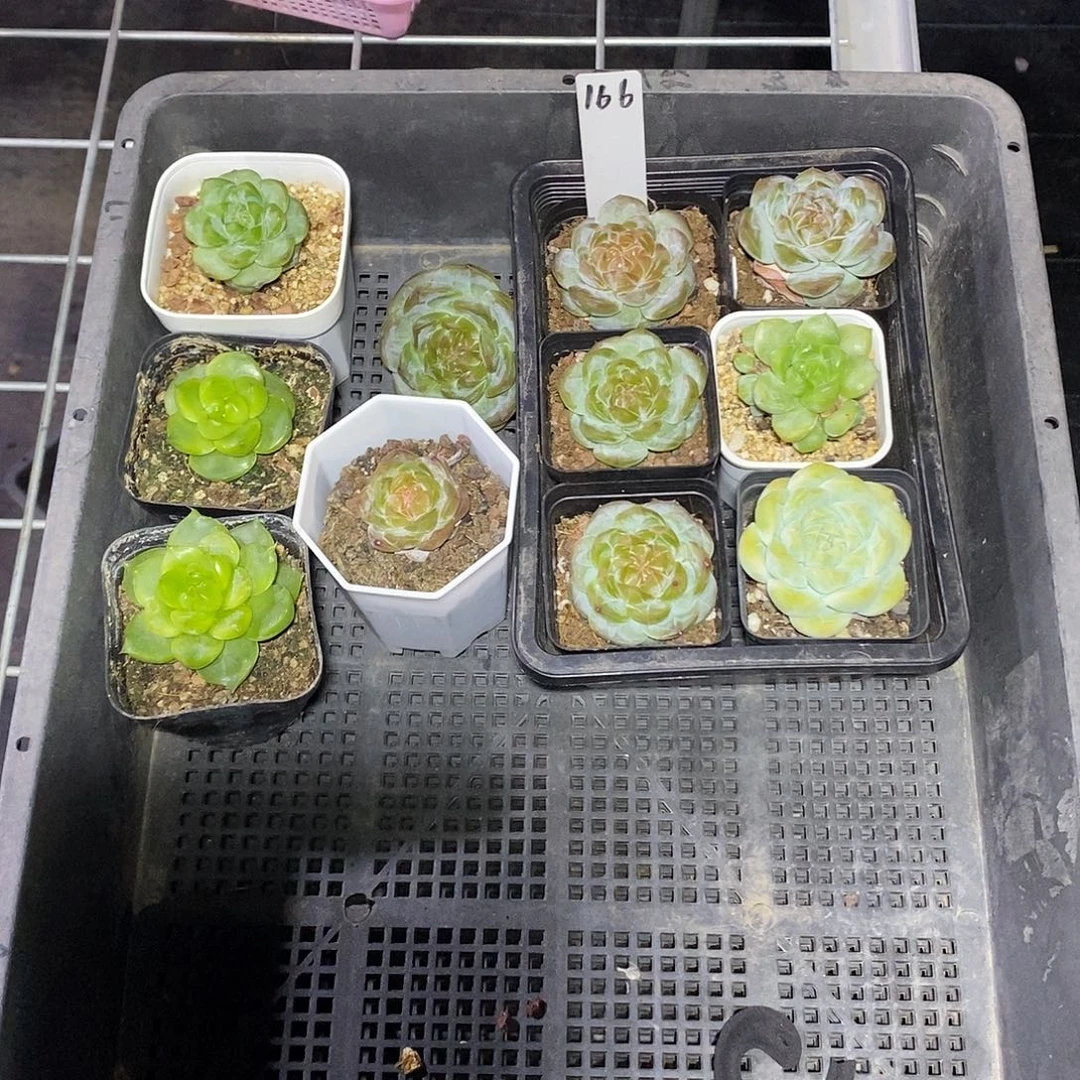 ****可166一筐11科多肉植物
