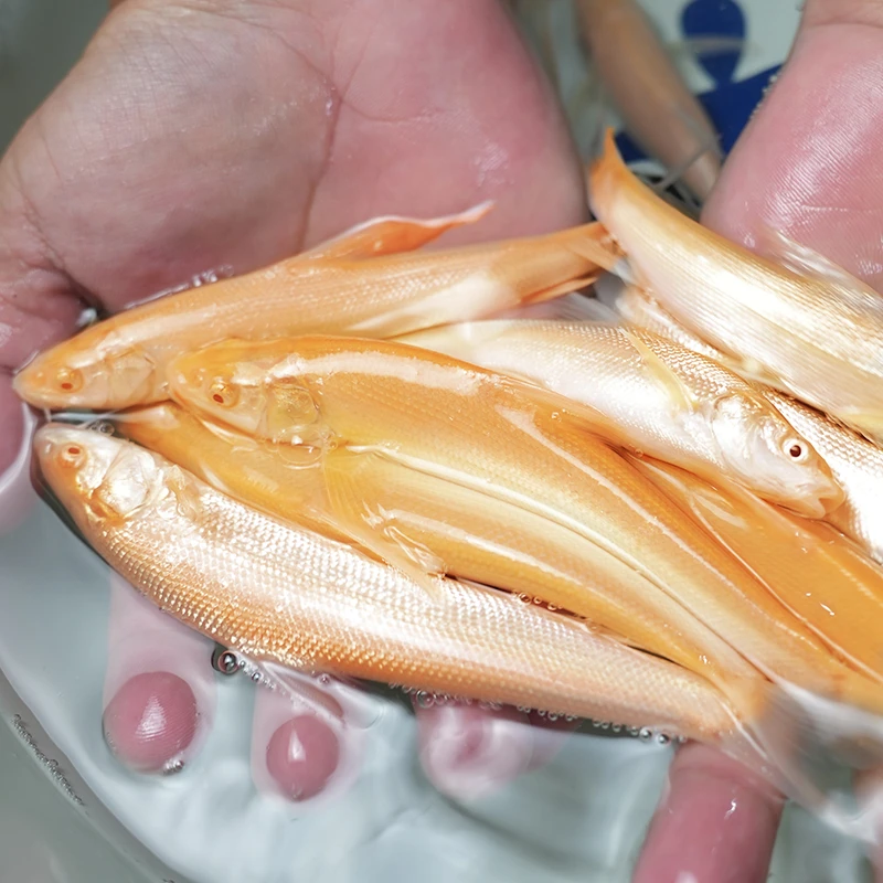 现捞现发 四川红色银鳕鱼  观赏水族 生态养殖  淡水养殖