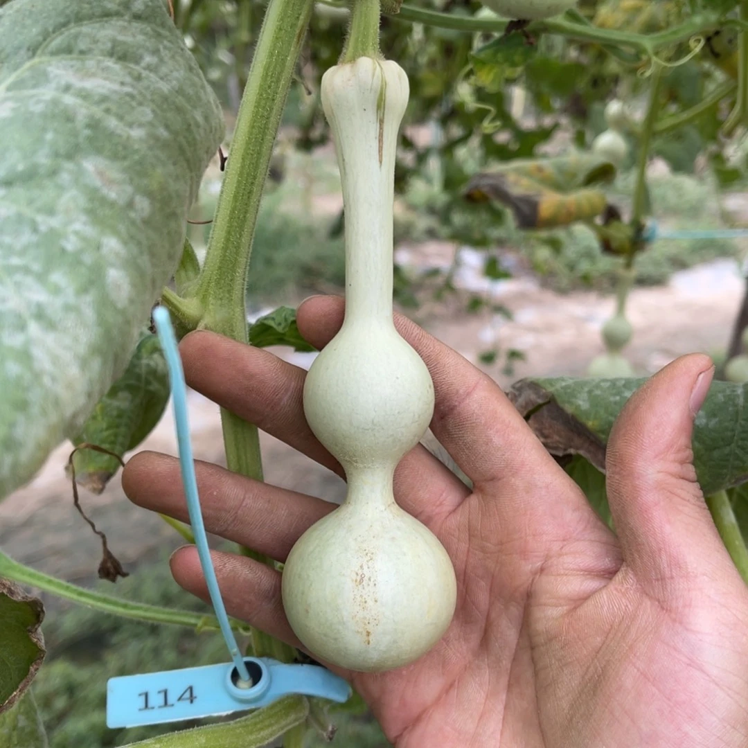 豆***航有机玻璃一个月下架