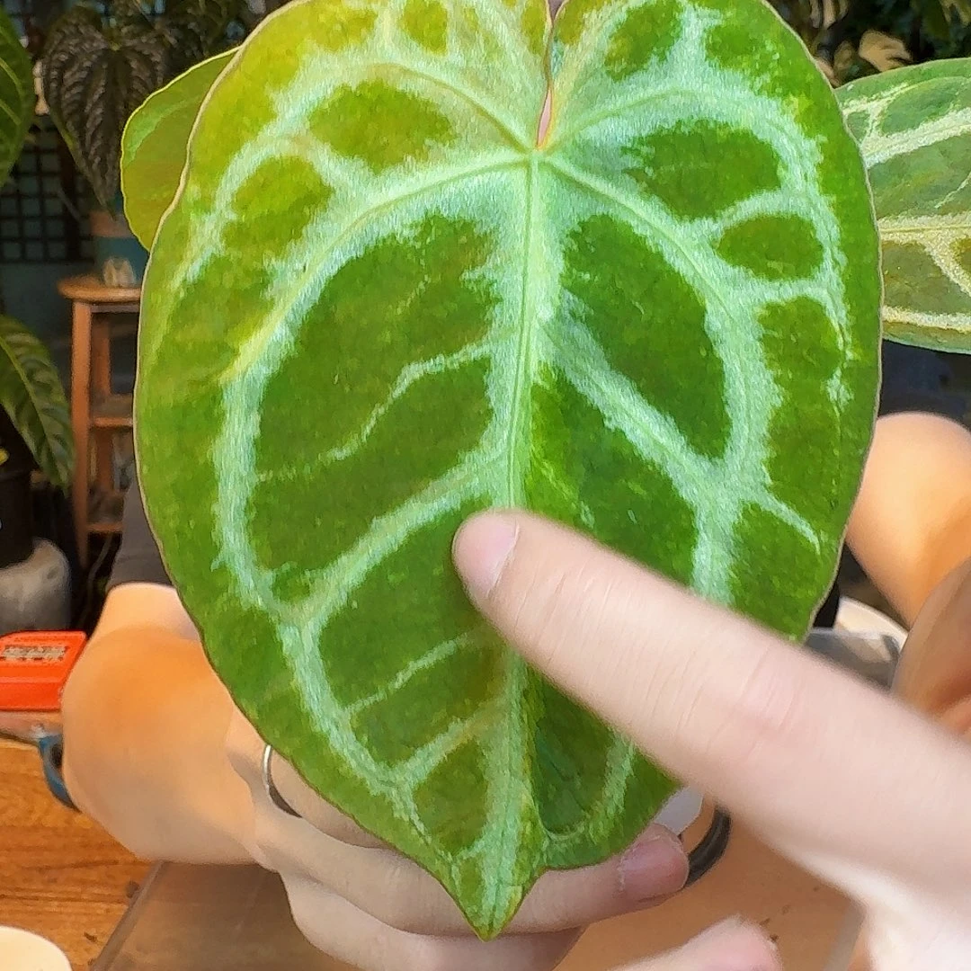 完全开放O184铜锣烧锦