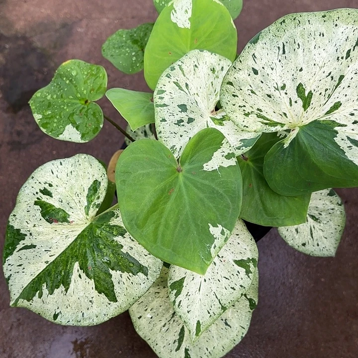 2-1122彩叶芋广东现货