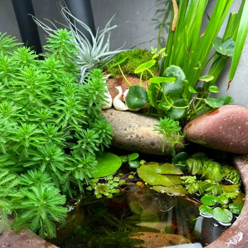 好养无需二氧化碳古法养鱼水草大水兰鱼缸造景水族箱剪叶发货植物