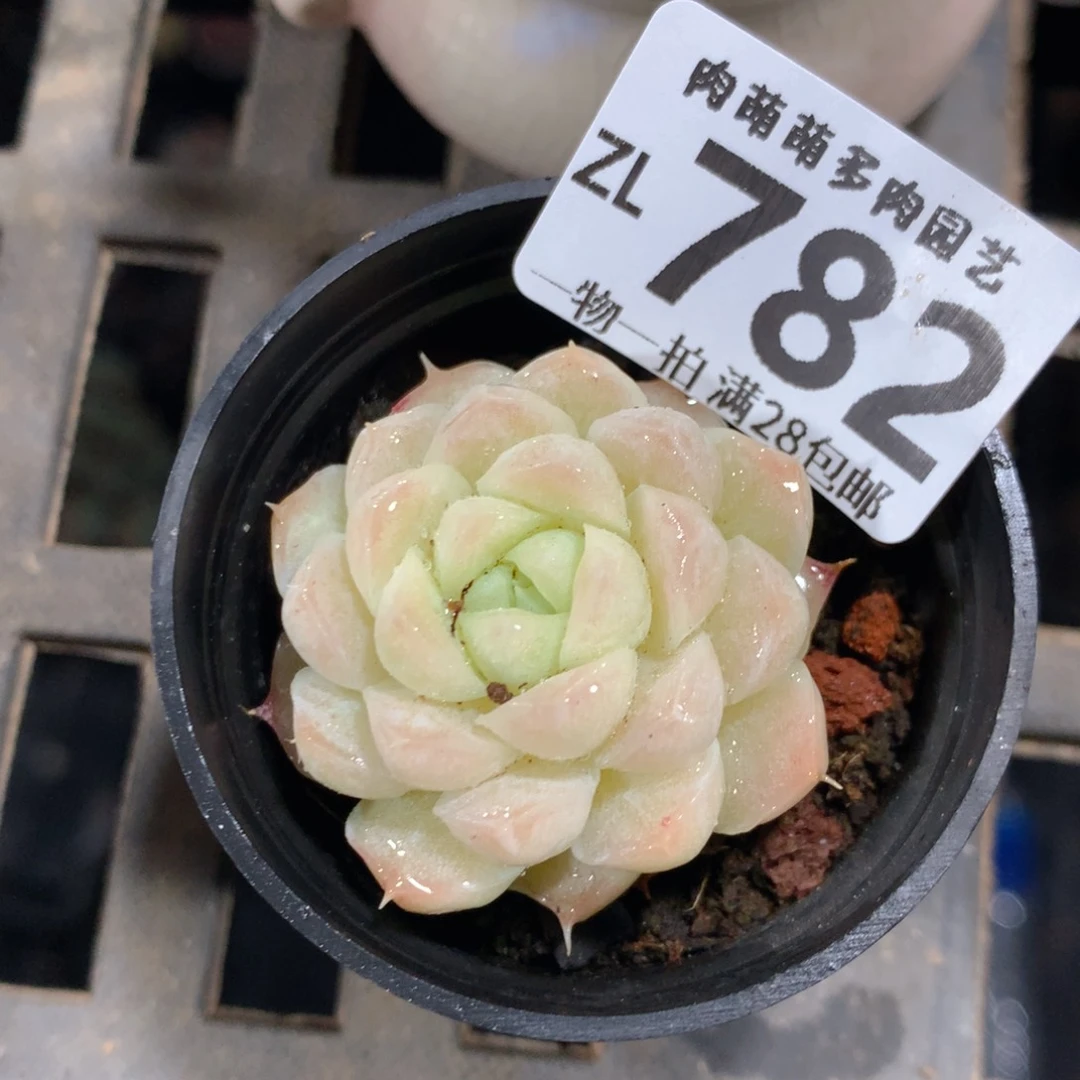 5CM拇指盆精控多肉ZL782