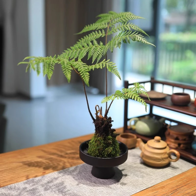 红磷蕨绿植蕨类室内办公室书房耐阴懒人好养茶几新中式禅意盆景