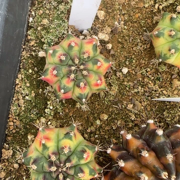 172-0118丝带泰国发货多肉