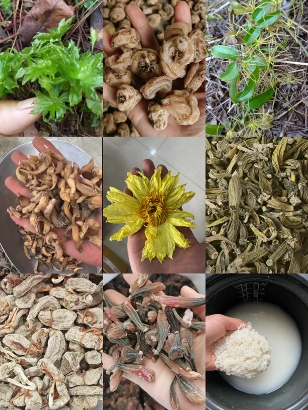 边境临时链接非香菇