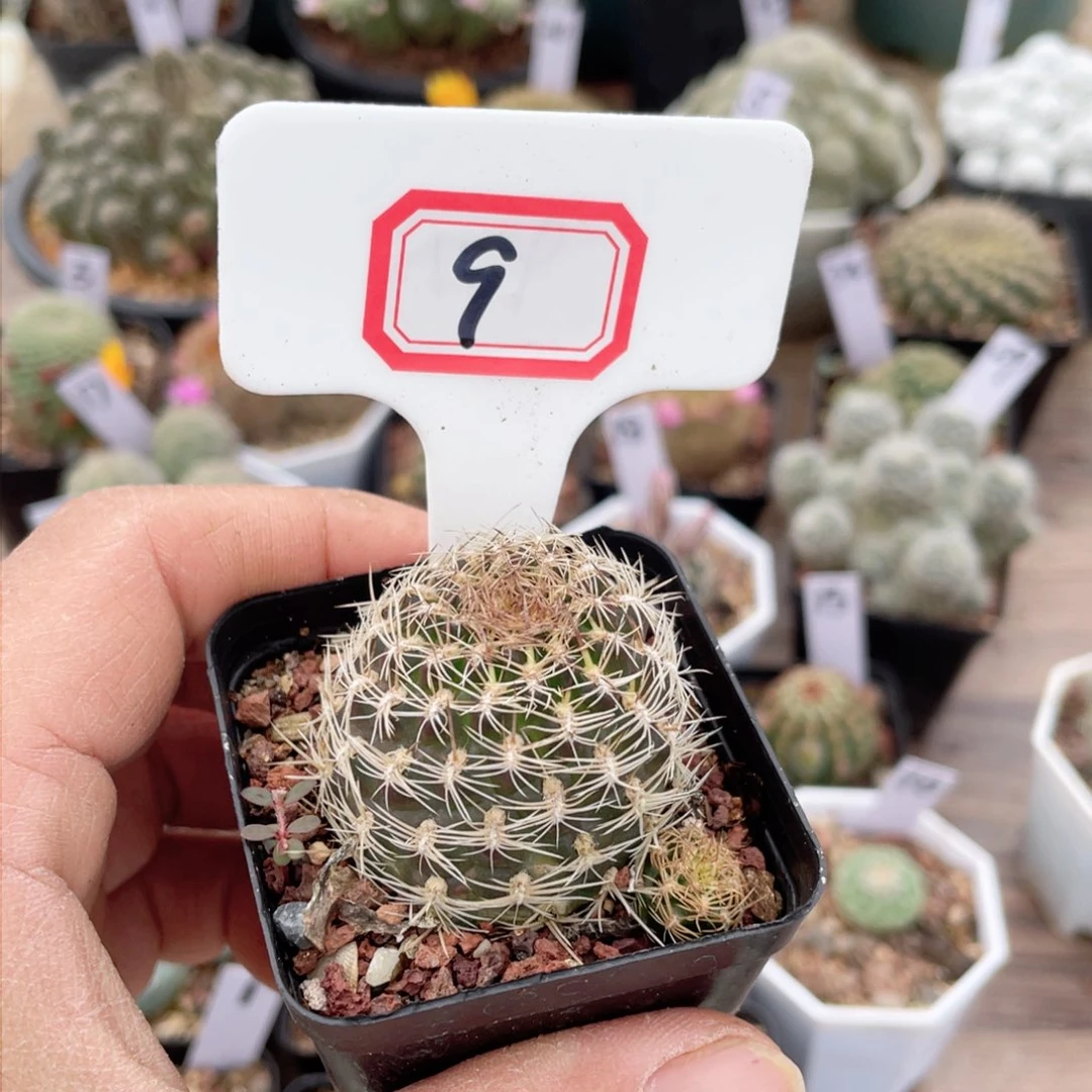 9往事随心随意搭配