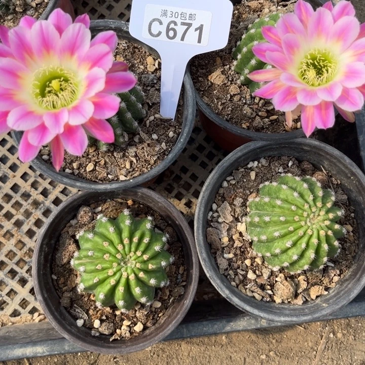 丽花调色板福利一颗C671