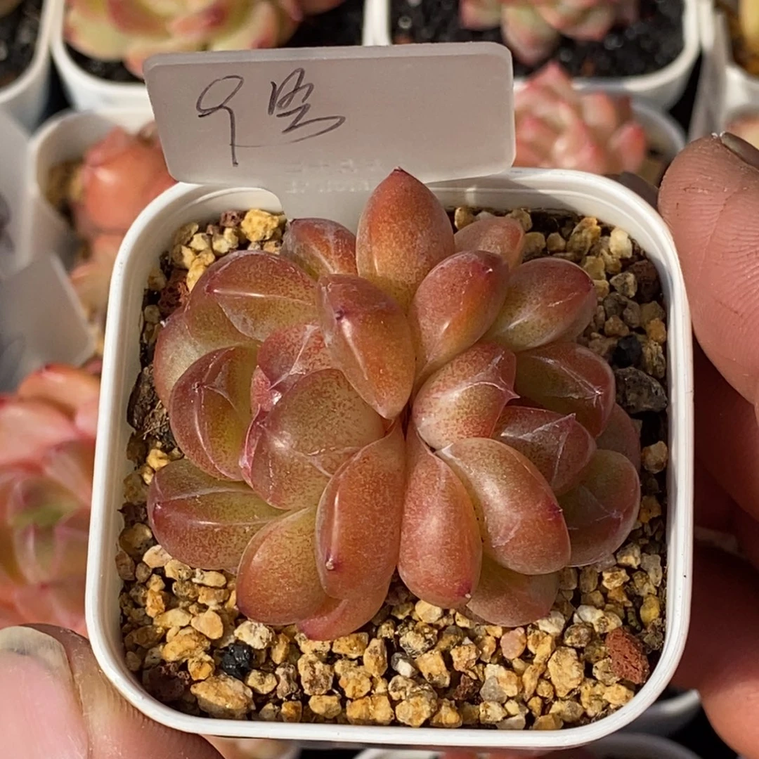 天官赐福百无禁忌