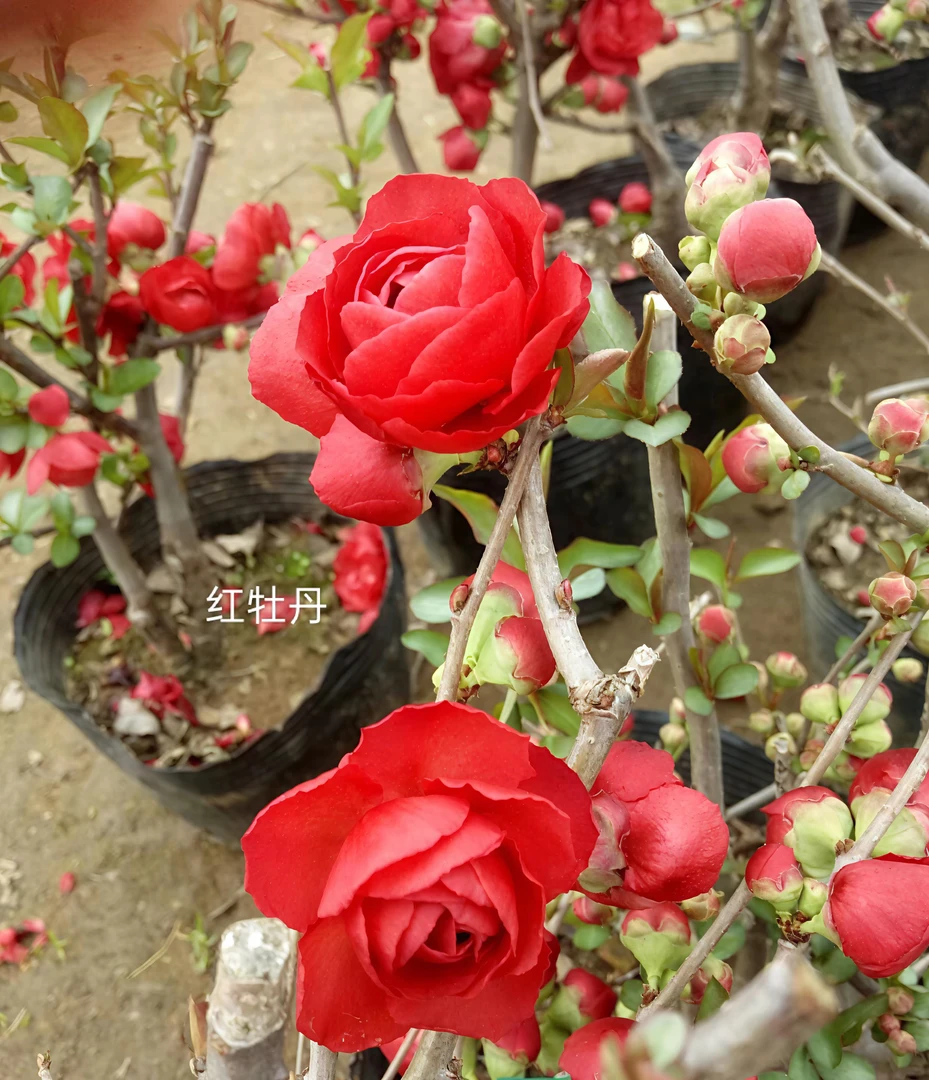 【红牡丹】红牡丹海棠原生苗