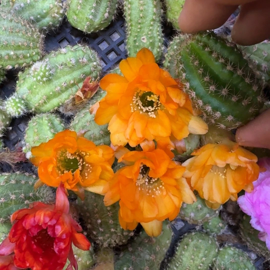 13白檀黄金歪3个无根侧牙，20包邮