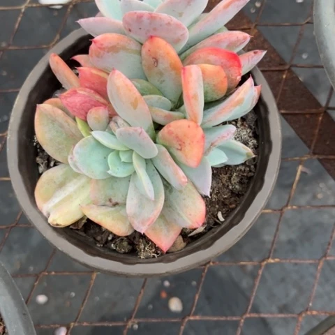 是不是很喜欢这个