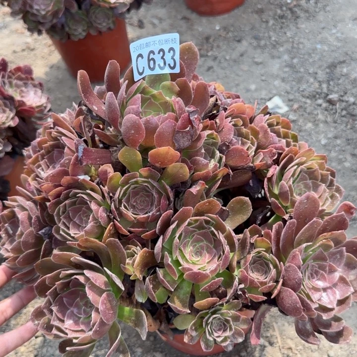 赤焰莲……多肉植物……