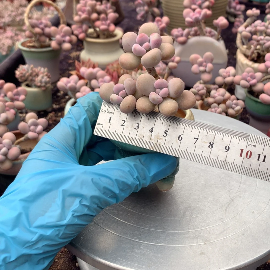 不**?80号带盆偏远地区不包邮的