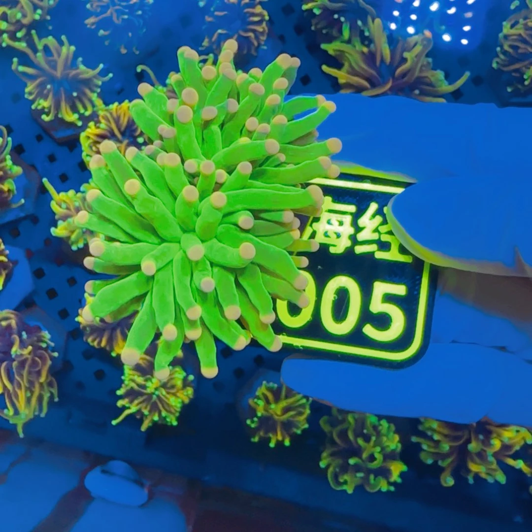 萌***o纽扣珊瑚晓晓不包邮沙巴绿C005