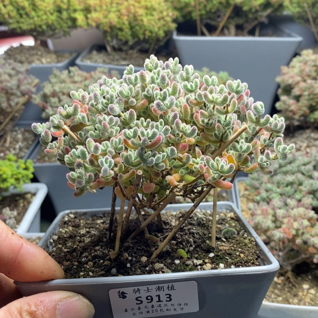 913优选冰晶枝干