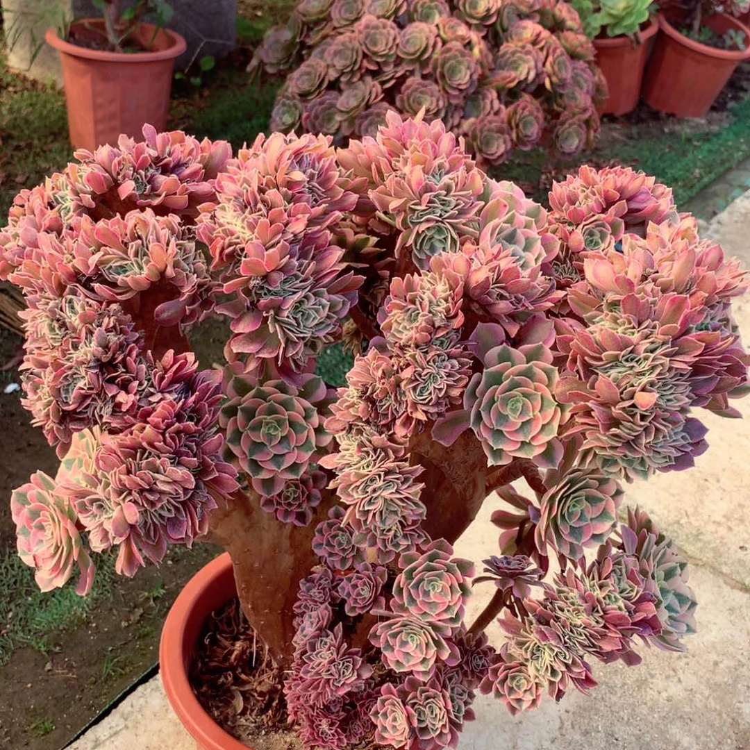 女郎缀，多肉植物的