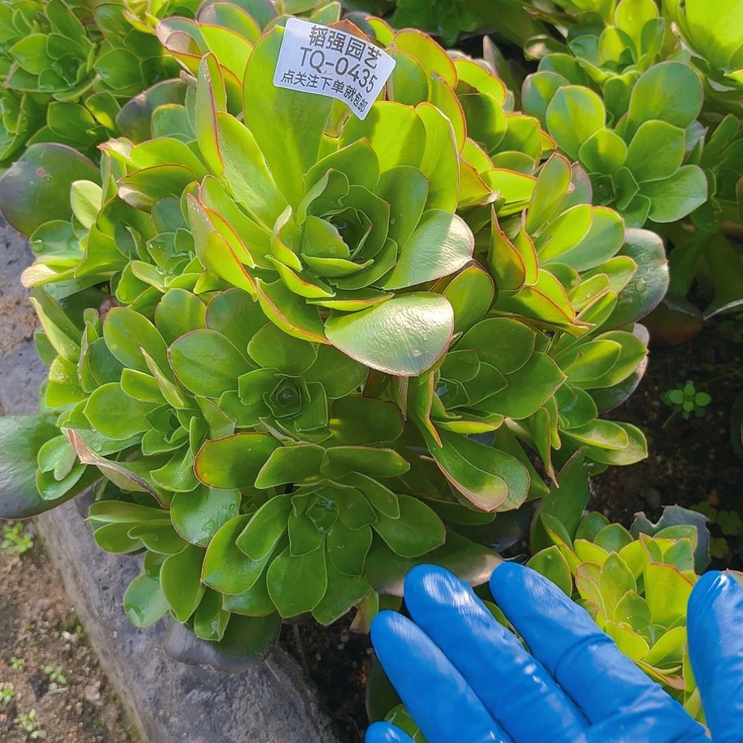 魅金多肉植物一号435