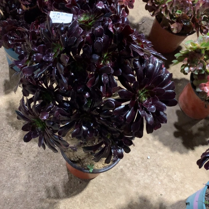 枫****474墨法师多肉植物特价