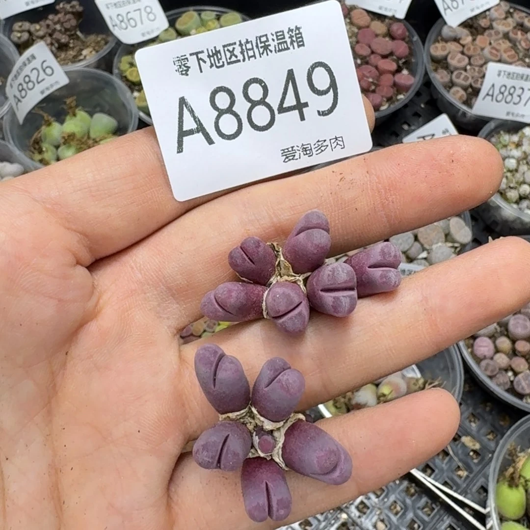 8849––零下地区需拍保温箱