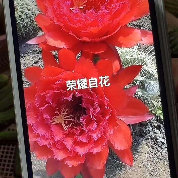 荣耀自花侧芽5公分左右毛花柱(20包邮