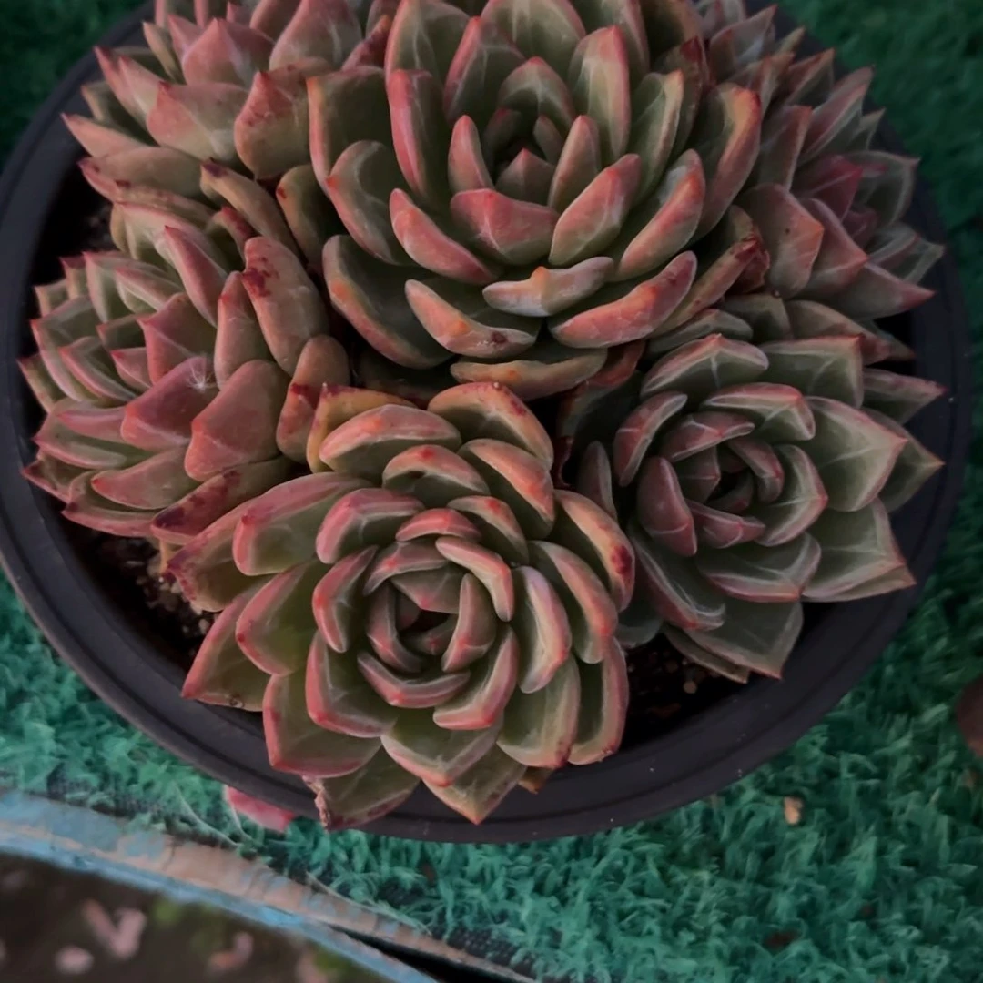 多肉植物多肉植物