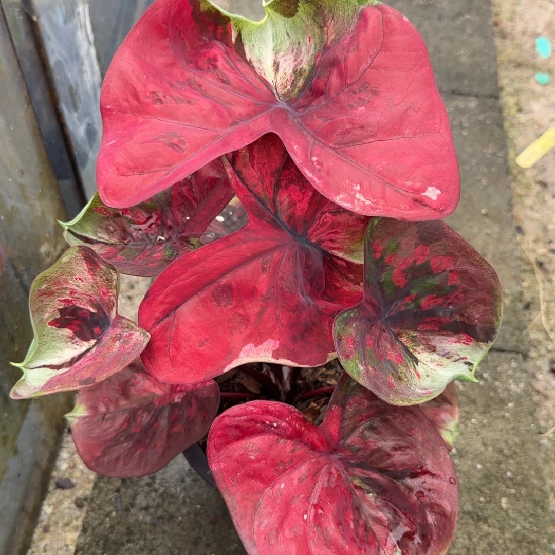 完全开放泰彩圆魔