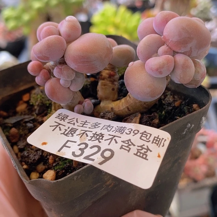 腰子桃蛋6cm329多肉植物