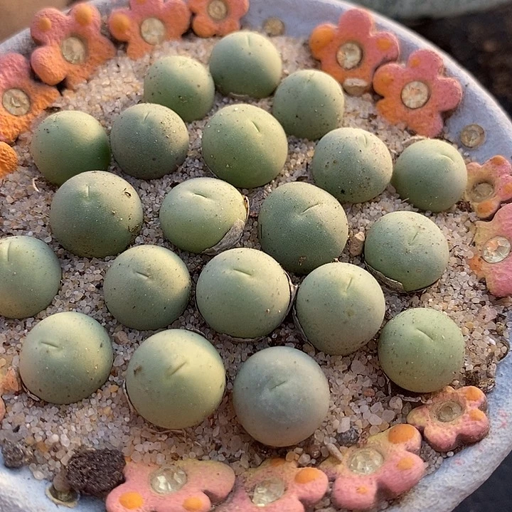 5507开播福利鸽子蛋一颗