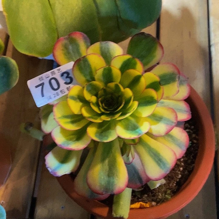 恒*703号多肉 万七彩