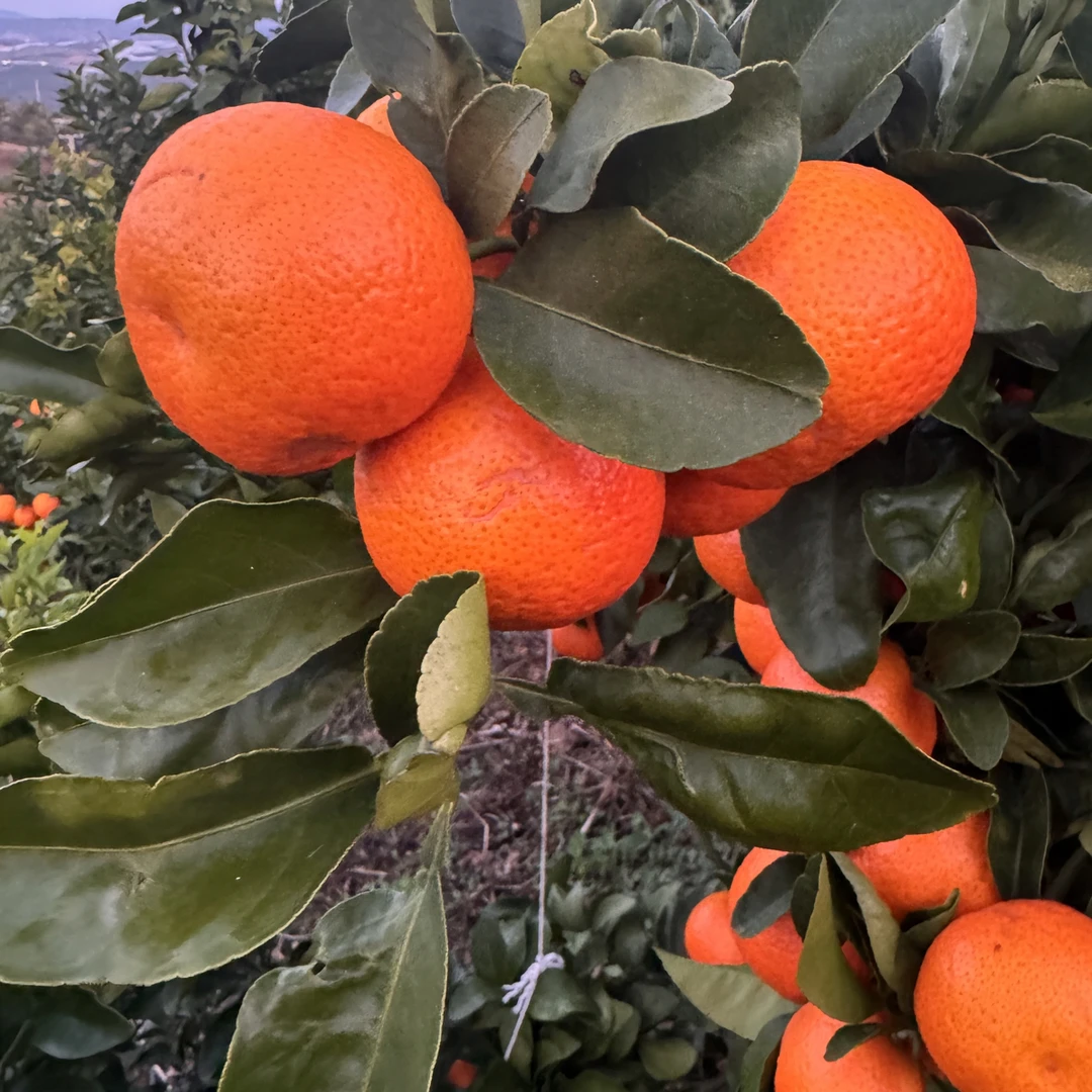 云南大理宾川香甜新鲜现摘金秋沙糖桔砂糖橘橘子桔子村支书