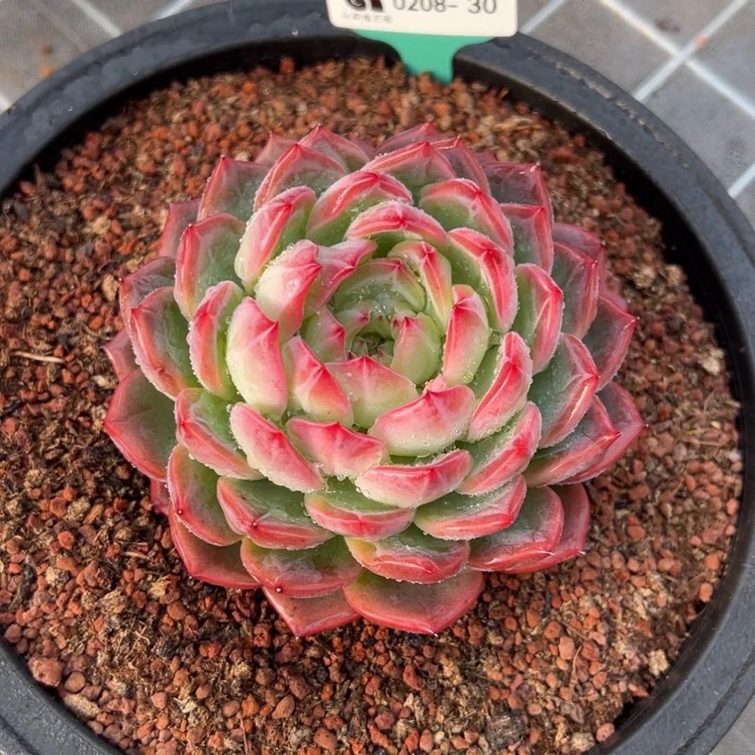 从前慢多肉精选编号0208.30