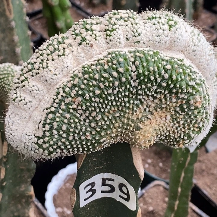 无花朵松露玉缀化359