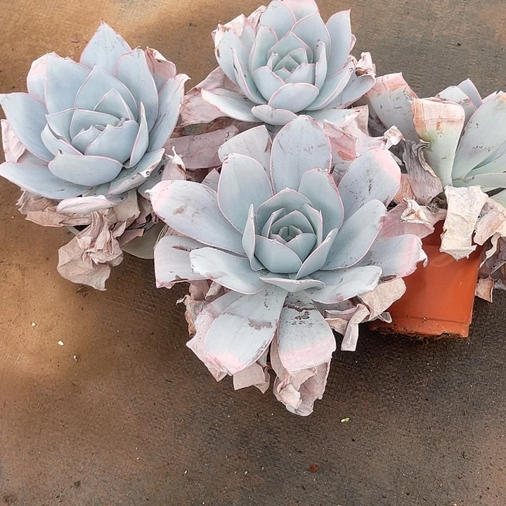 ****了两单包邮，一物一拍，4颗