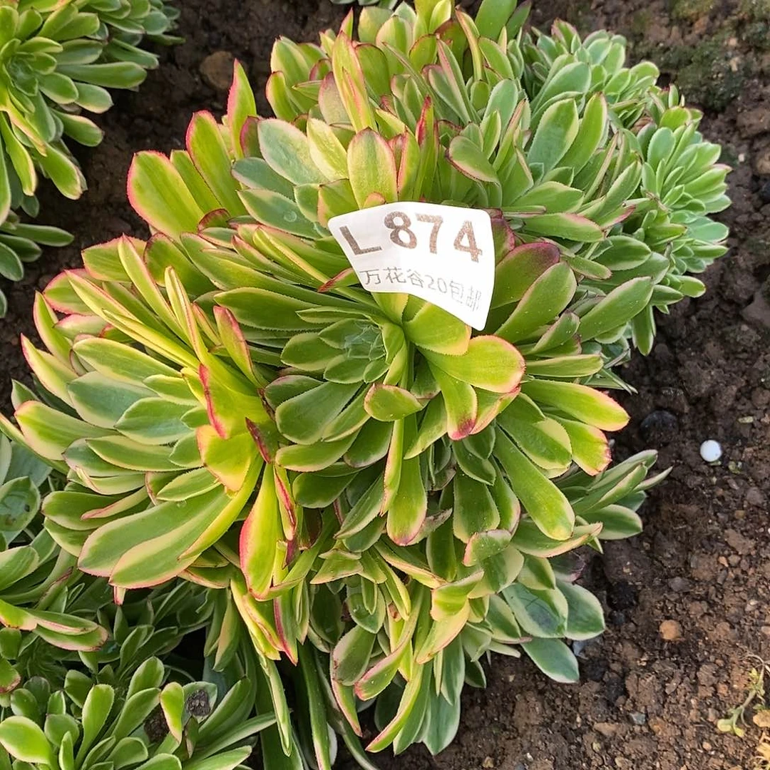 874朝霞朵朵多肉植物