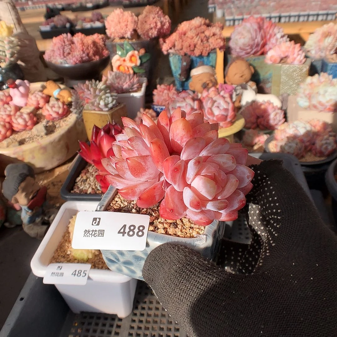 488雪天使多肉植物666