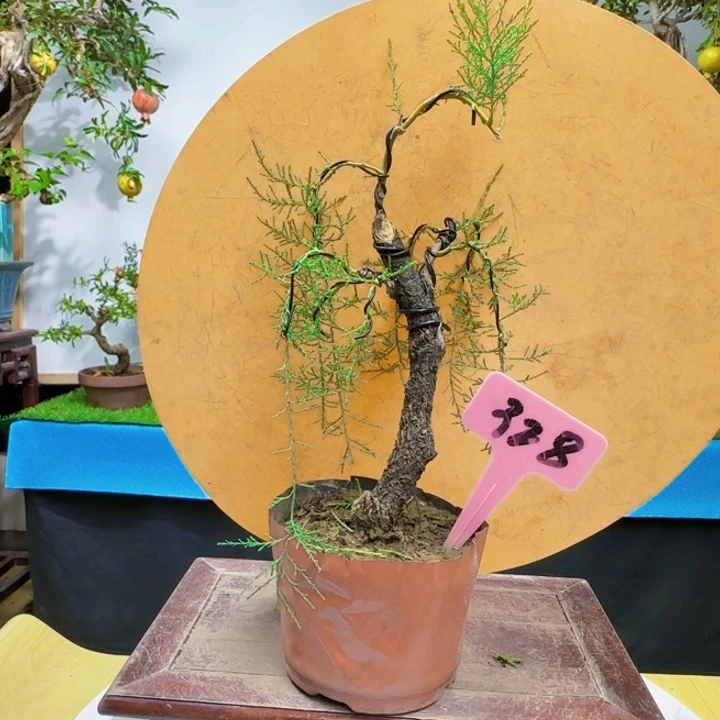 寂***寞无花朵三春柳柽柳大哥货架看看